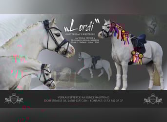 Welsh-B, Wallach, 10 Jahre, 128 cm, Schimmel