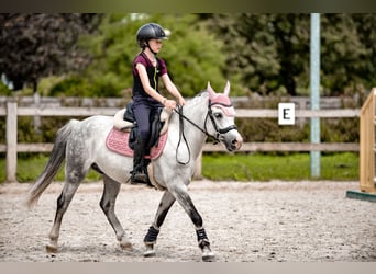 Welsh-B, Wallach, 10 Jahre, 129 cm, Schimmel