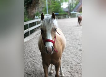 Welsh-B, Wallach, 10 Jahre, 130 cm, Palomino