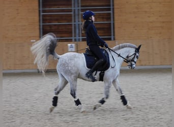 Welsh-B, Wallach, 10 Jahre, 132 cm, Apfelschimmel