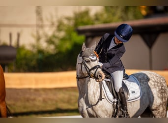 Welsh-B, Wallach, 10 Jahre, 132 cm, Apfelschimmel