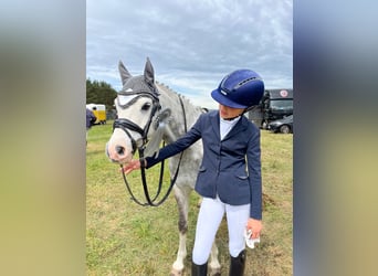 Welsh-B, Wallach, 10 Jahre, 132 cm, Apfelschimmel