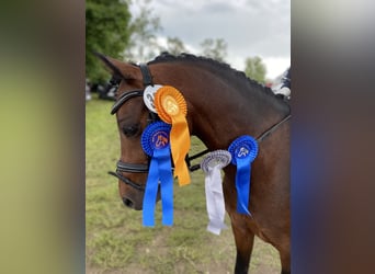 Welsh-B, Wallach, 10 Jahre, 133 cm, Brauner