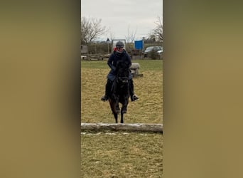 Welsh-B, Wallach, 10 Jahre, 134 cm, Dunkelbrauner