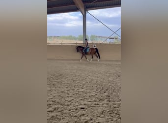 Welsh-B, Wallach, 10 Jahre, 137 cm, Brauner