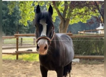 Welsh-B, Wallach, 10 Jahre, 145 cm, Brauner