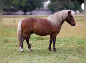 Welsh-B, Wallach, 11 Jahre, 102 cm, Dunkelfuchs