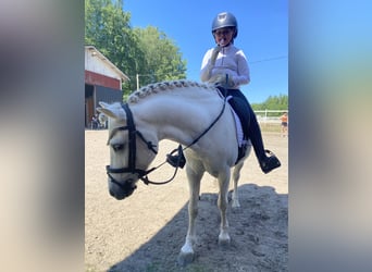 Welsh-B, Wallach, 11 Jahre, 125 cm