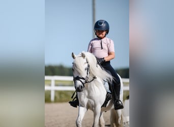 Welsh-B, Wallach, 11 Jahre, 125 cm