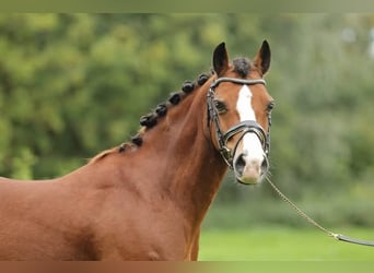Welsh-B, Wallach, 11 Jahre, 127 cm, Brauner