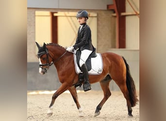 Welsh-B, Wallach, 11 Jahre, 127 cm, Brauner