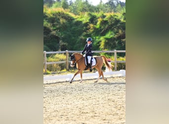 Welsh-B, Wallach, 11 Jahre, 130 cm, Fuchs