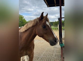 Welsh-B, Wallach, 11 Jahre, 132 cm, Dunkelfuchs