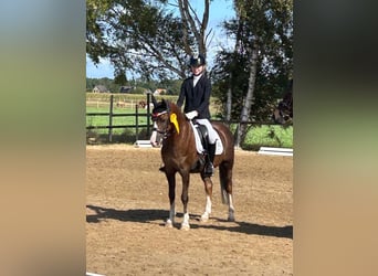 Welsh-B, Wallach, 11 Jahre, 137 cm, Dunkelfuchs