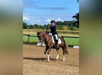 Welsh-B, Wallach, 11 Jahre, 137 cm, Dunkelfuchs