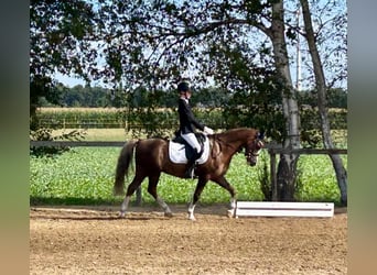 Welsh-B, Wallach, 11 Jahre, 137 cm, Dunkelfuchs