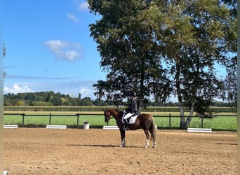 Welsh-B, Wallach, 11 Jahre, 137 cm, Dunkelfuchs