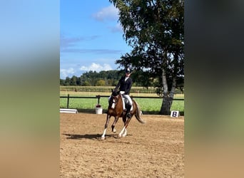 Welsh-B, Wallach, 11 Jahre, 137 cm, Dunkelfuchs