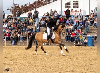 Welsh-B, Wallach, 11 Jahre, 137 cm, Falbe