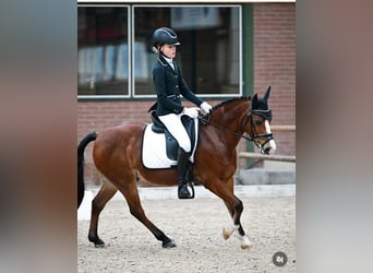 Welsh-B, Wallach, 12 Jahre, 127 cm, Brauner