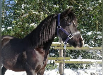 Welsh-B, Wallach, 12 Jahre, 130 cm