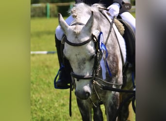 Welsh-B, Wallach, 12 Jahre, 130 cm, Schimmel