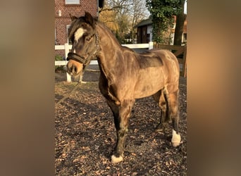 Welsh-B, Wallach, 12 Jahre, 130 cm, Schwarzbrauner
