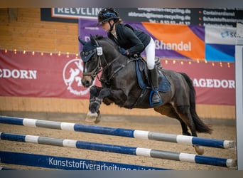 Welsh-B, Wallach, 12 Jahre, 130 cm, Schwarzbrauner