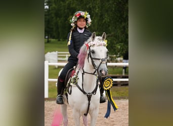 Welsh-B, Wallach, 12 Jahre, 136 cm, Schimmel