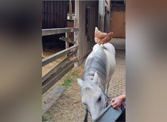 Welsh-B Mix, Wallach, 13 Jahre, 123 cm, Schimmel