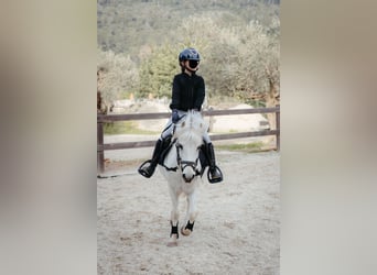 Welsh-B Mix, Wallach, 13 Jahre, 124 cm, Schimmel