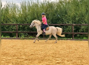 Welsh-B Mix, Wallach, 13 Jahre, 132 cm, Schimmel
