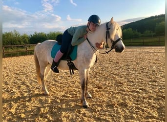 Welsh-B Mix, Wallach, 13 Jahre, 132 cm, Schimmel