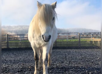 Welsh-B Mix, Wallach, 13 Jahre, 132 cm, Schimmel
