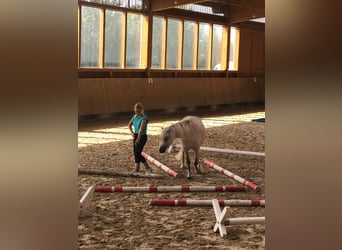 Welsh-B Mix, Wallach, 13 Jahre, 132 cm, Schimmel