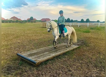 Welsh-B Mix, Wallach, 13 Jahre, 132 cm, Schimmel
