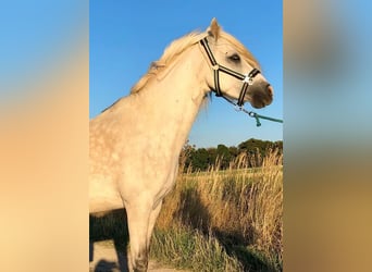 Welsh-B Mix, Wallach, 13 Jahre, 132 cm, Schimmel