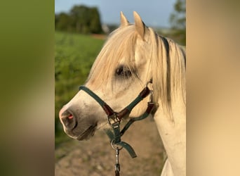 Welsh-B Mix, Wallach, 13 Jahre, 132 cm, Schimmel