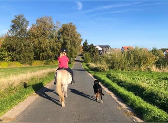 Welsh-B Mix, Wallach, 13 Jahre, 132 cm, Schimmel