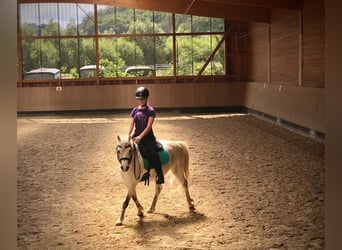 Welsh-B Mix, Wallach, 13 Jahre, 132 cm, Schimmel