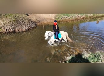Welsh-B Mix, Wallach, 13 Jahre, 132 cm, Schimmel