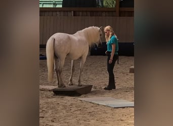 Welsh-B Mix, Wallach, 13 Jahre, 132 cm, Schimmel