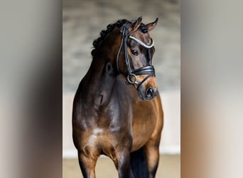 Welsh-B, Wallach, 13 Jahre, 134 cm, Brauner