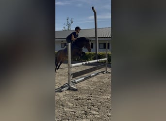 Welsh-B, Wallach, 13 Jahre, 134 cm, Brauner
