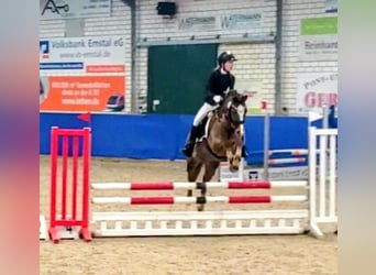 Welsh-B, Wallach, 13 Jahre, 140 cm, Fuchs