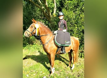 Welsh-B, Wallach, 13 Jahre, 140 cm, Fuchs