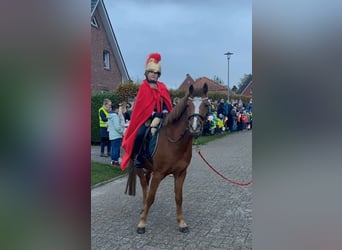 Welsh-B, Wallach, 13 Jahre, 140 cm, Fuchs