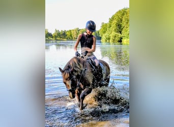 Welsh-B, Wallach, 13 Jahre, 140 cm, Fuchs