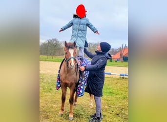 Welsh-B, Wallach, 13 Jahre, 140 cm, Fuchs
