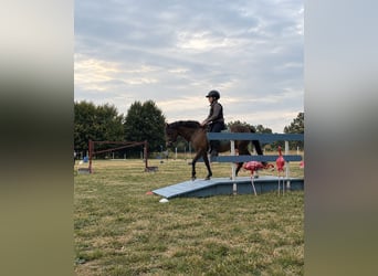 Welsh-B Mix, Wallach, 15 Jahre, 128 cm, Buckskin